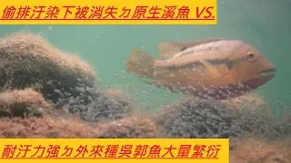 偷排汙染下被消失ㄉ原生溪魚VS.耐汙力強ㄉ外來種吳郭魚大量繁衍