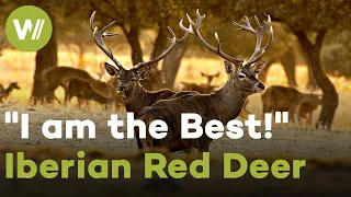 Red Deers are ready to rut! | I am the Best - Iberian Red Deer