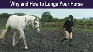 Why and How to Lunge Your Horse