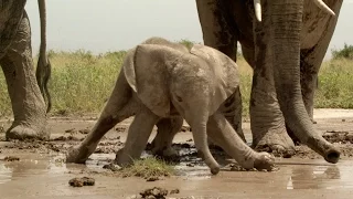 Baby elephant gets stuck in the mud - Natural World 2016: Preview - BBC Two