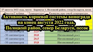 Активность корневой системы винограда на конец августа 2022, Полоцкий район, север Беларуси, песок