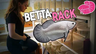 Betta Rack DIY - How I Built My Recirculating Betta Fish Rack