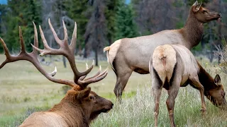 Elk Rut Action at it's Peak