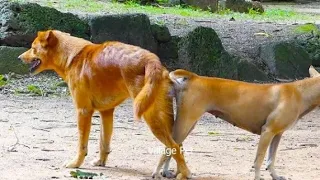 street dog first time meeting with girl in summer season 😮