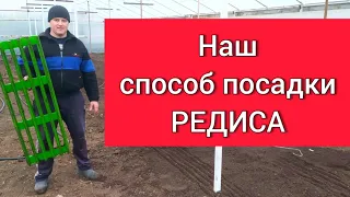 Способ посадки редиса