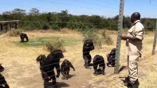 Sweetwaters Chimpanzee Sanctuary