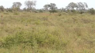 Cheetah chases warthog in Kruger National Park