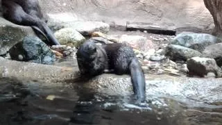 Otters Romping Around