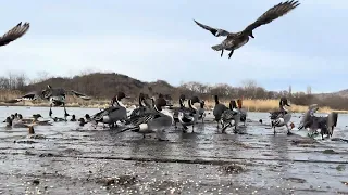 おどろいたかも！白鳥を探せ。鴨　Find swan!