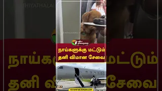 நாய்களுக்கு மட்டும் தனி விமான சேவை #shorts #America  #Flight #dog