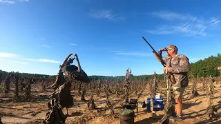 Opening day at the dove field Episode 18 Hunting Series 7 Cows and Sows