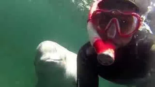 Beluga Encounter