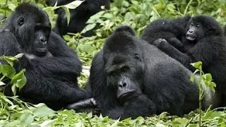 El mejor documental Gorilas en las profundidades del Congo Documental