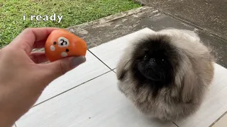 Playtime w/ Biscuit The Pekingese