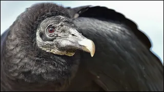 Black Vulture Sounds