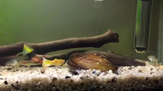 Freshwater Mussel (Time-lapse)