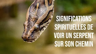 Voir un serpent sur son chemin : 10 significations spirituelles