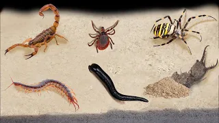 TOP 10 FEEDINGS INSECTS - BEST MOMENTS (SPIDER, SCORPION, TICK, ANTS, SCOLOPENDRA, MANTIS,COCKROACH)