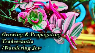 Growing Tradescantia / Wandering Jew Care & Propagation