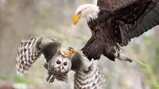 The War Between The Owls And The Mother Eagle !!!!