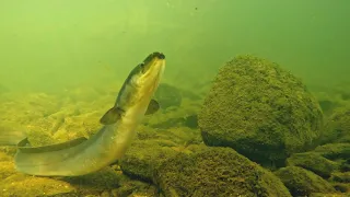 Feeding Freshwater Eel in a Small Creek (Underwater Footage)