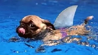 Swimming Pug. Shark Pug. Плавающий мопс. Мопс-Акула