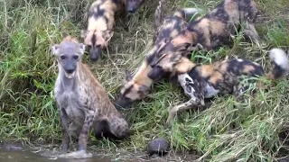 На что способны эти собачки, когда они голодные?! ГИЕНОВЫЕ СОБАКИ В ДЕЛЕ!