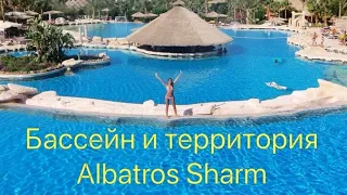 Albatros Sharm. Бассейны и территория отеля #египет #бассейн #albatrossharm