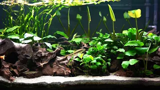 Anubias New Leaf Growth in the Planted Aquarium