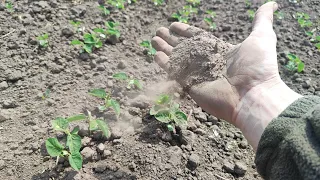 Стан СОЇ КАНЗАС 19.05.24✊Вологи немає🥲Рвані всходи🙆ПШЕНИЦЯ в трубку скручується❌