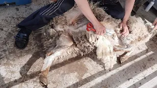 Стрижем овец ножницами, просто и доступно, на ферме Агродом