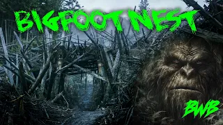 Return To The Giant Bigfoot Nest - 1 year later