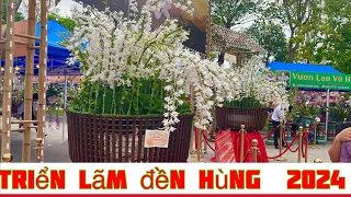 Triển lãm hoa lan đền hùng phú thọ 2024 . Sơn Cầm