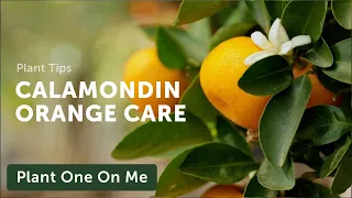 CALAMONDIN ORANGE Care — Ep. 331