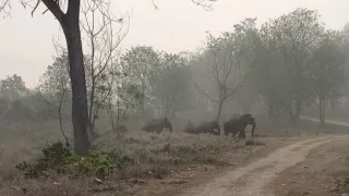 JIM CORBETT NATIONAL PARK ELEPHANTS CROSSING THE RIVER