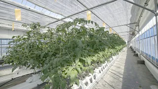 Samsung Experiment for Greenhouse Lighting Solutions