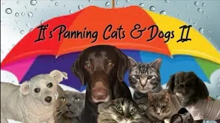 It's Panning Cats & Dogs 2 - Intro - October 2023 #PanningPetsPP