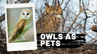 Owls as pets || 10 Reasons Why Owls Make Bad Pets || Keeping Owls as Pets