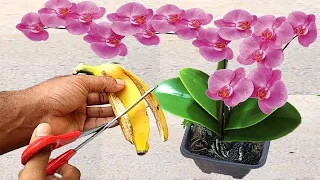 Only 3 BANANA PEELS in the ORCHID (See the incredible result)