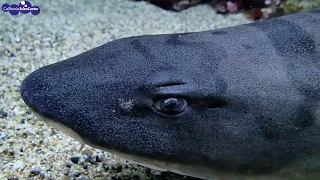 Marine Animals and Their Senses: Shark Senses!