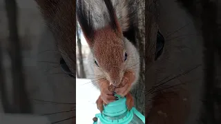 Белка кушает орешек / Squirrel eats a nut