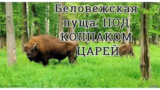 Фильм о БЕЛОВЕЖСКОЙ ПУЩЕ