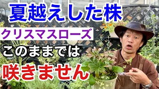 【今すぐやる事】クリスマスローズはこの作業で必ず咲きます　　　　　【カーメン君】【園芸】【ガーデニング】【初心者】