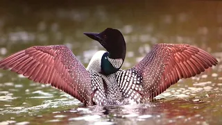 Common Loons 🦆