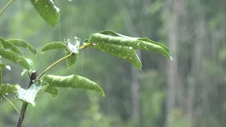 Música para dormir - 8 Horas de Sonido de la Lluvia y Truenos