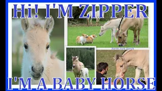 HI! I'M ZIPPER! I'M A BABY HORSE