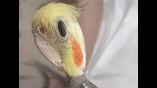 Funny parrots #7 - Забавные попугаи, приколы с попугаями (Coub, TikTok)