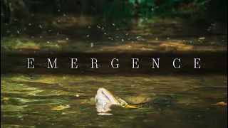 EMERGENCE | Summer Fly Fishing on the White River | 2023 IF4 Stimmie Nominee