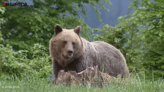 🐻 Treba medvede vystrieľať? A čo potom so šoférmi? | Aktuality