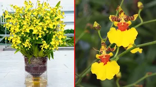 Brilliant Oncidium Orchid yellow. Growing aquatic Orchids super lots flowers brilliant surprise